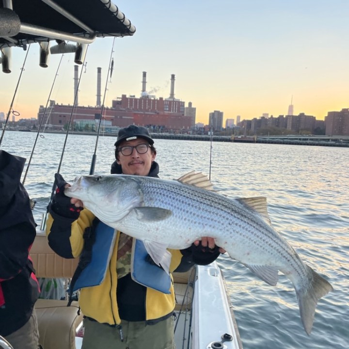 Person on a boat holding a large fish, city skyline in the background at sunset.