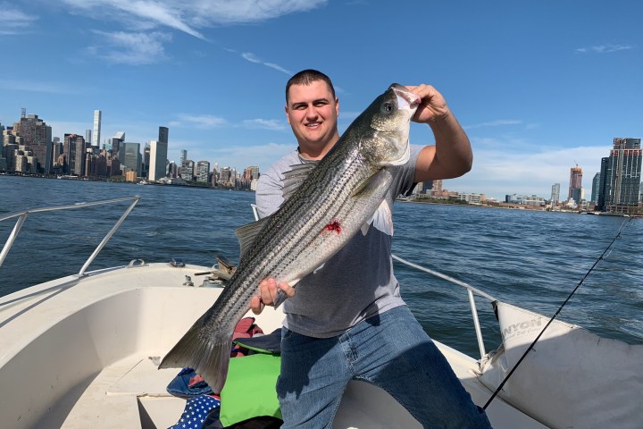 Man on a boat holding a large fish against city skyline.