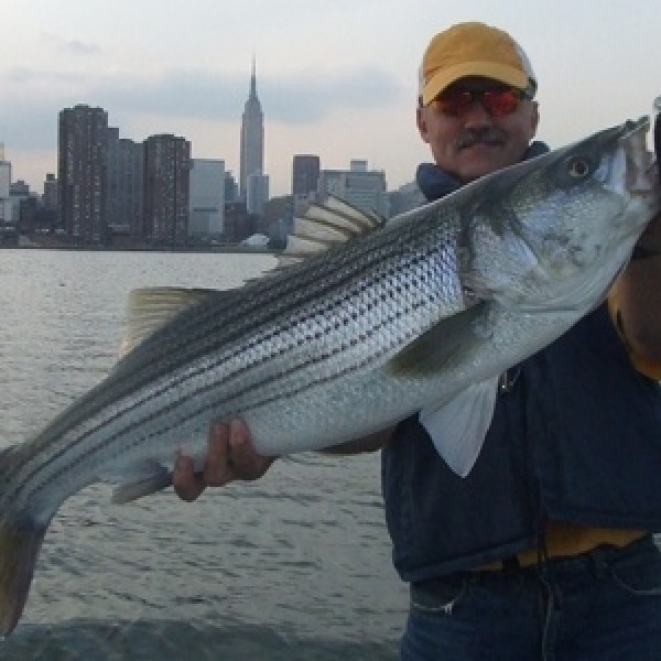 Person holding a striped bass fish in front of city skyline.